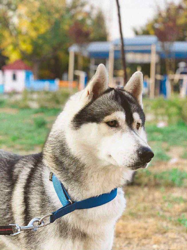 Кобель сибирский хаски