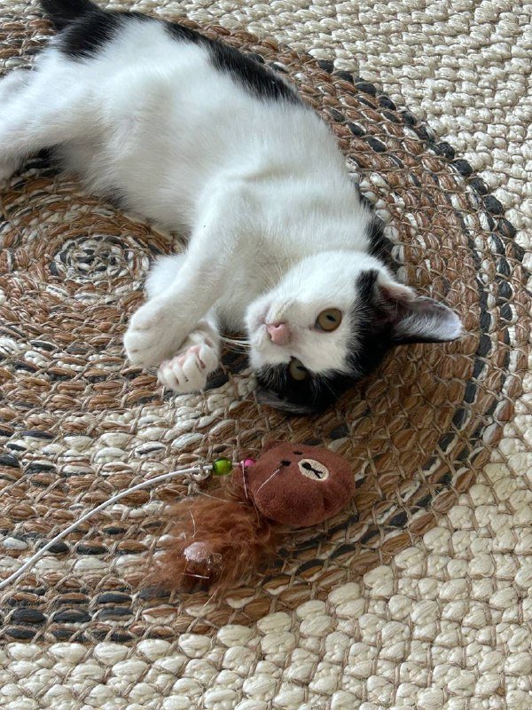 Котёнок Тюша с переноской и игрушками 2