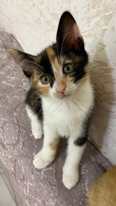 Котенок бесплатно