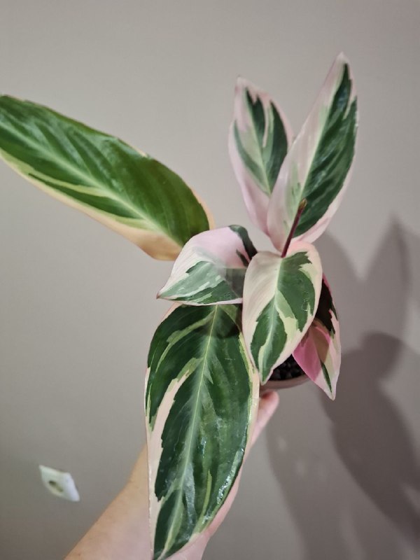 Монстеры, ъикс крупнолистный, стромантес, шеффлера, суккуленты, бегония 2