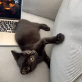 Котенок, девочка 2 месяца 2