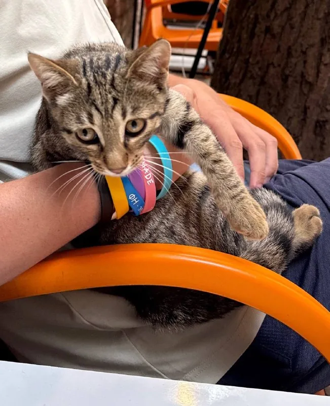 Котенок 1