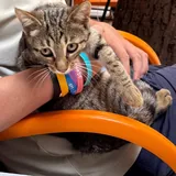 Котенок 1