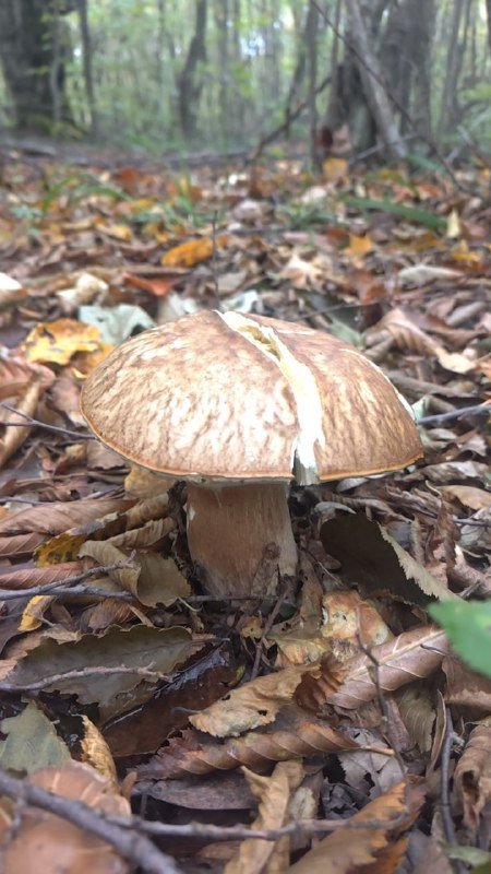 Белые и рыжики из леса