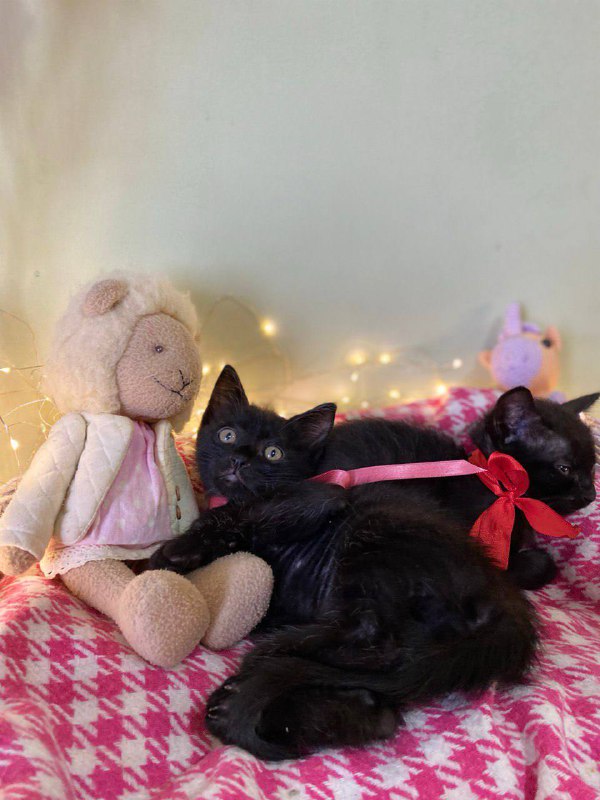 Маленькие черные котята 2 месяца 6