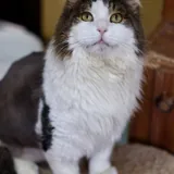 Кот 4