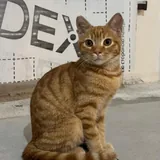 Рыжий котенок 2