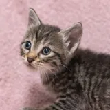 Котята 3