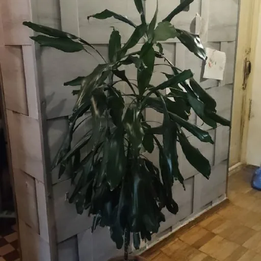 Драцена