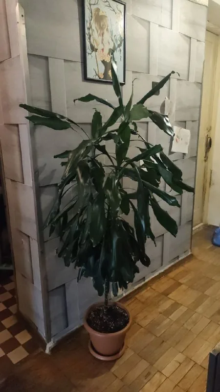 Драцена