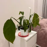 Комнатные цветы 1