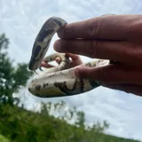 Royal python 7
