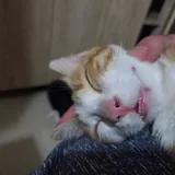 Котята 3