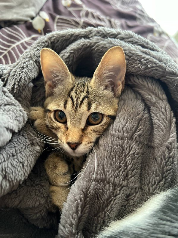 Игривая кисонька 3 месяца, здоровая, с вакцинацией 5