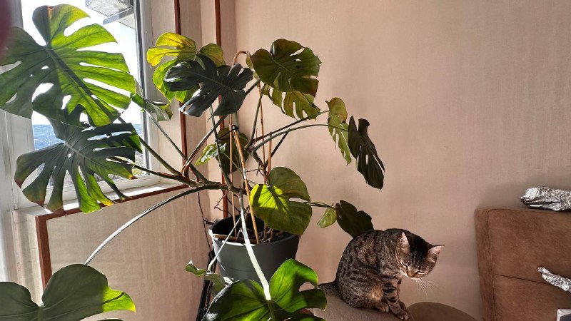 Крупная монстера 4 года 2