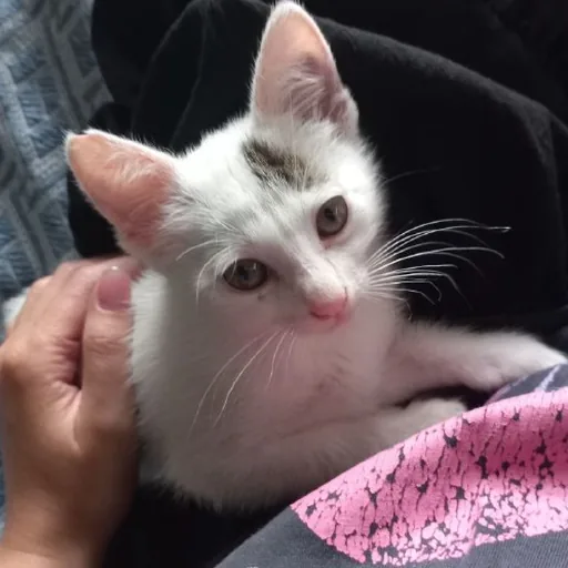 Котёнок-девочка
