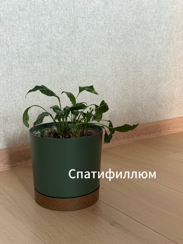Денежное дерево, Спатифиллюм, Юкка, Авокадо, Лимон 2