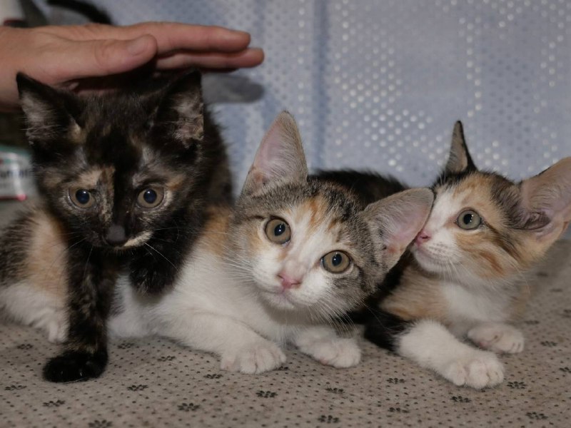Котята девочки для дома 5