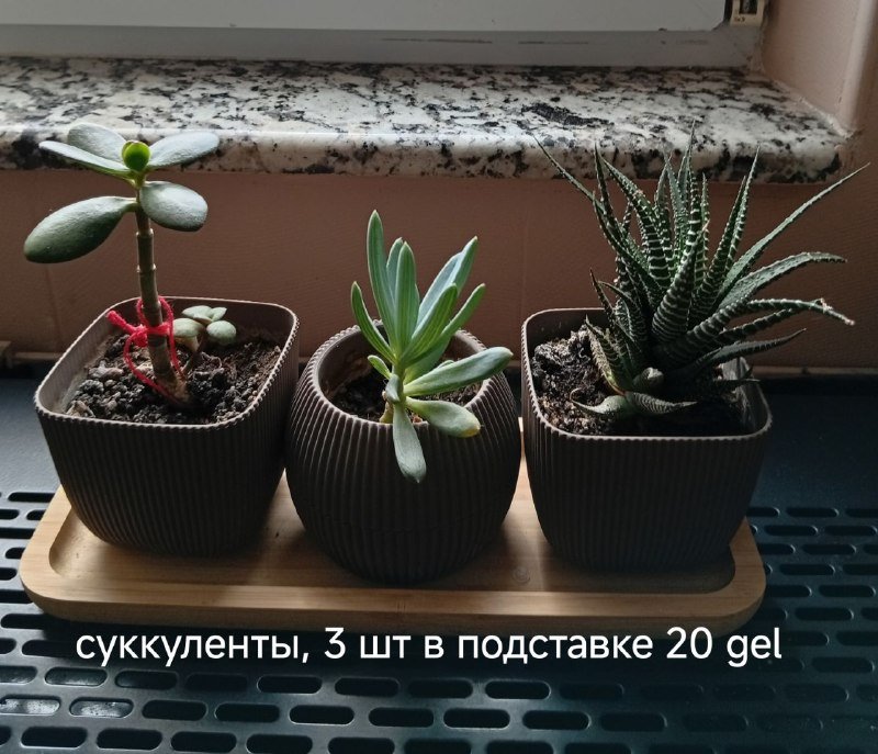 личные вещи и цветы 6