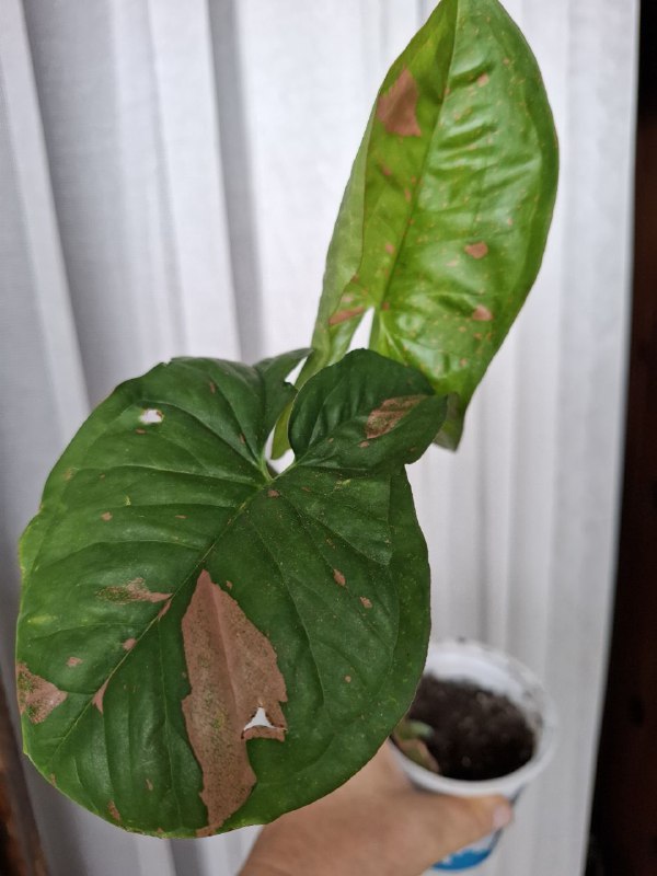 Монстера, папоротники, эпипремнум, тралесканция, традесканция, сингониум, композиции растений 7