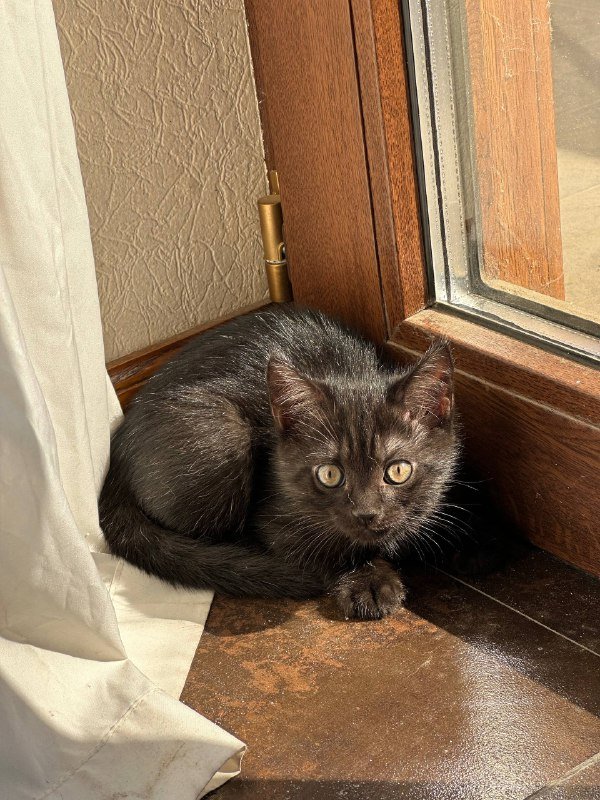 серый котенок, черный котенок 6