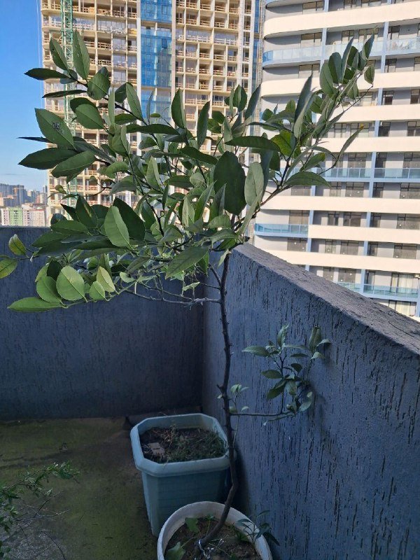 Лимон, Камелия, Можжевельник, Виноград, Нандина, Роза, Олеандр, Авокадо, Мушмула, Аукба, Кипарисовик, Фикус микрокарпа, Каркас качели 5