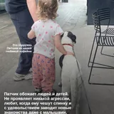 Пёс Патч 4