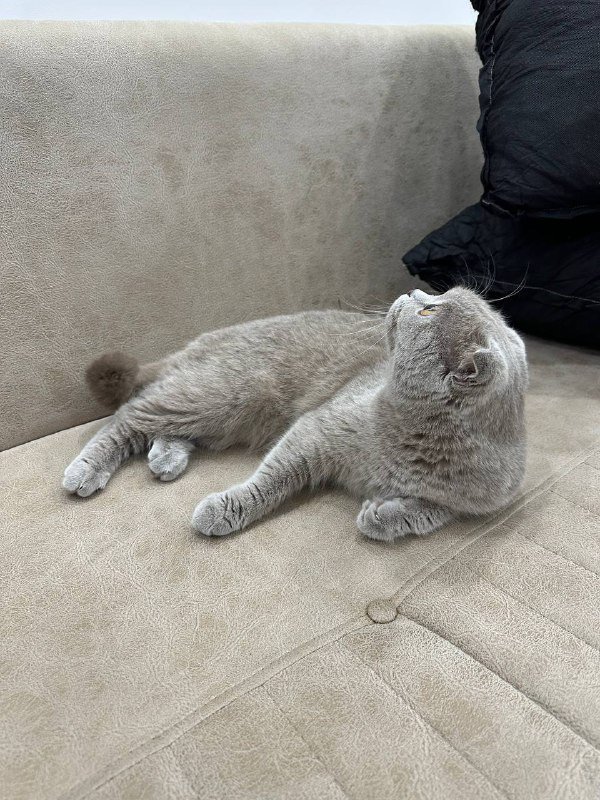 Вислоухая британская кошка 2