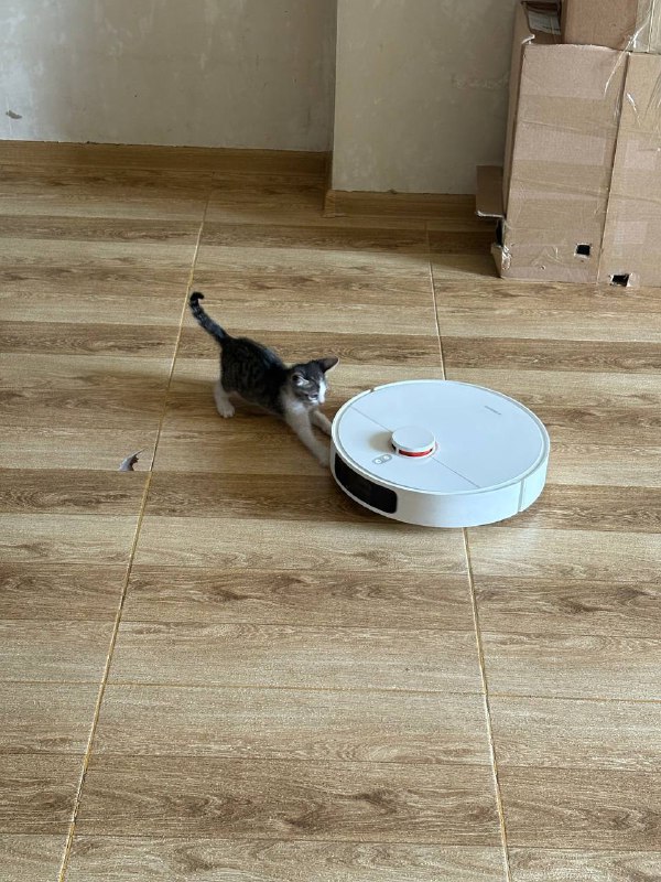 котенок Чупа ищет семью 3