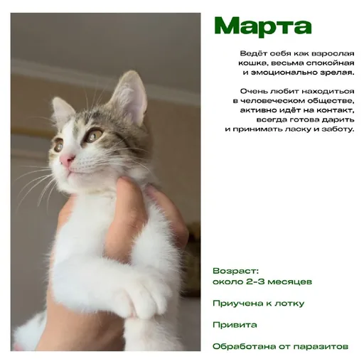 Котята