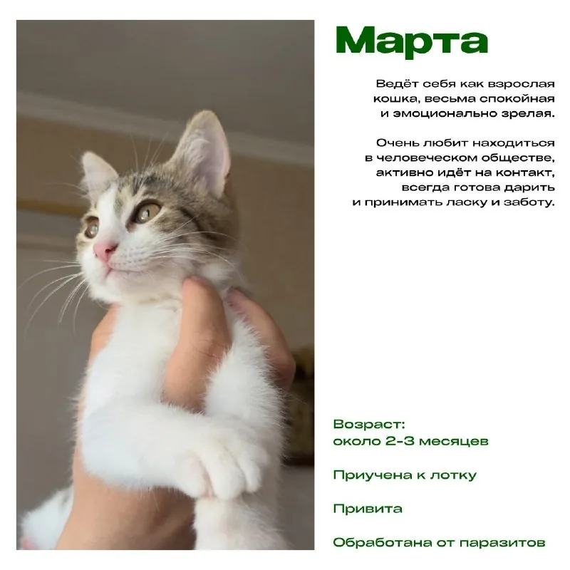 Котята 1