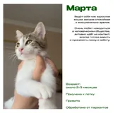 Котята 1