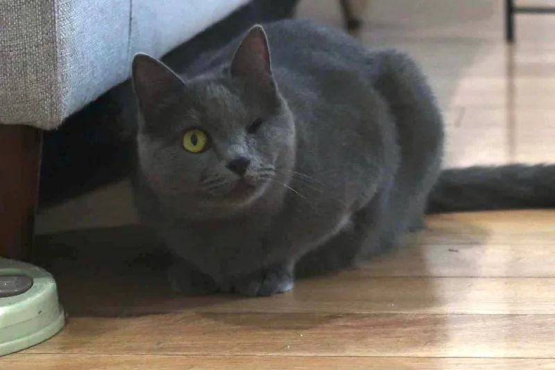 Кошечка Мия