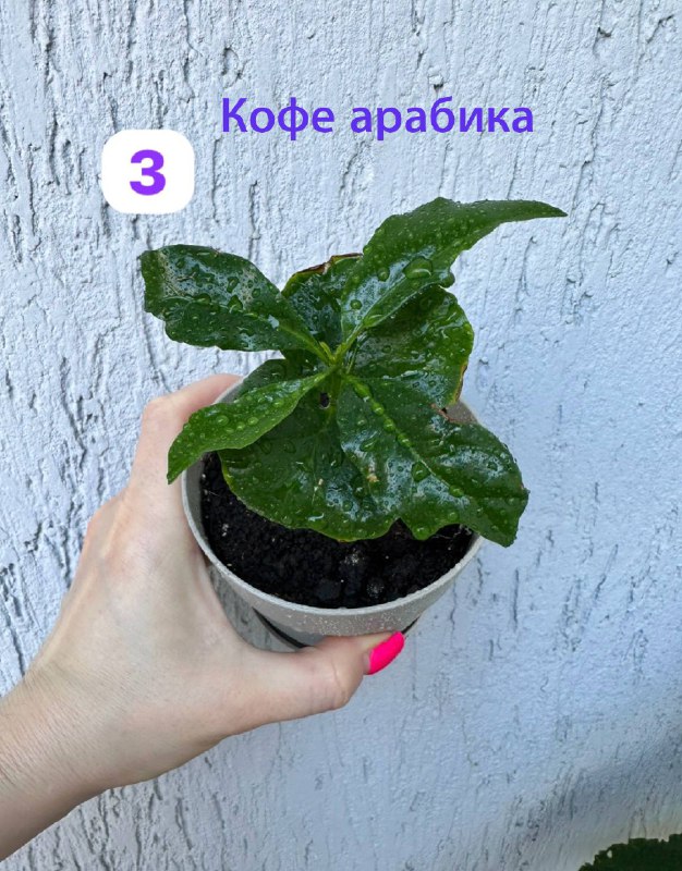 Традесканция зебрина, кофе арабика, цитрус комнатные растения