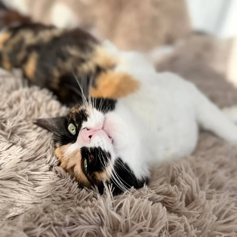 Кошка Элис 1