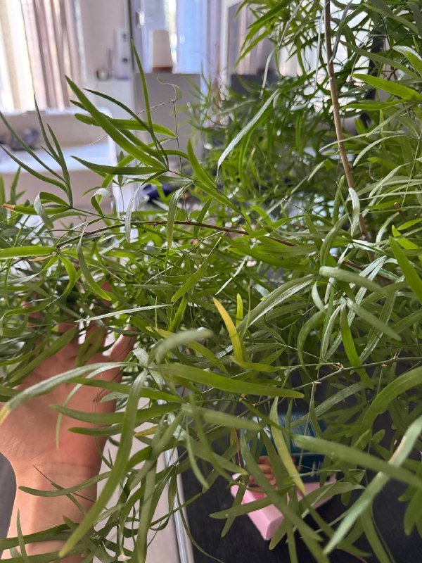 Аспарагус перистый большое комнатное растение 4