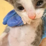 Котята 1