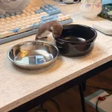 Миски для собак и кошек 2