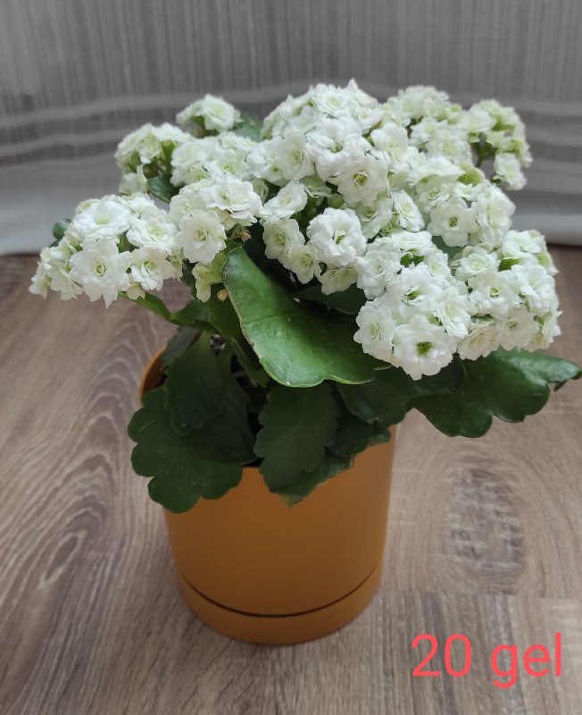 Палатка туристическая Nordway, Кроксы китайские 8
