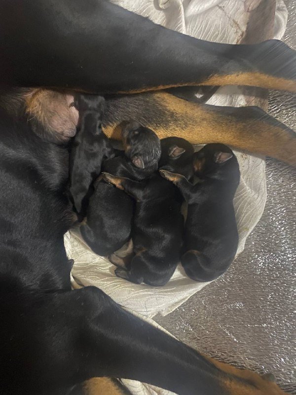 Щенки Добермана 3 мальчика и 1 девочка 2