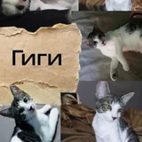 Котята 2
