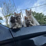 Котята в добрые руки 5