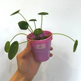 Пилея монетолистная 2