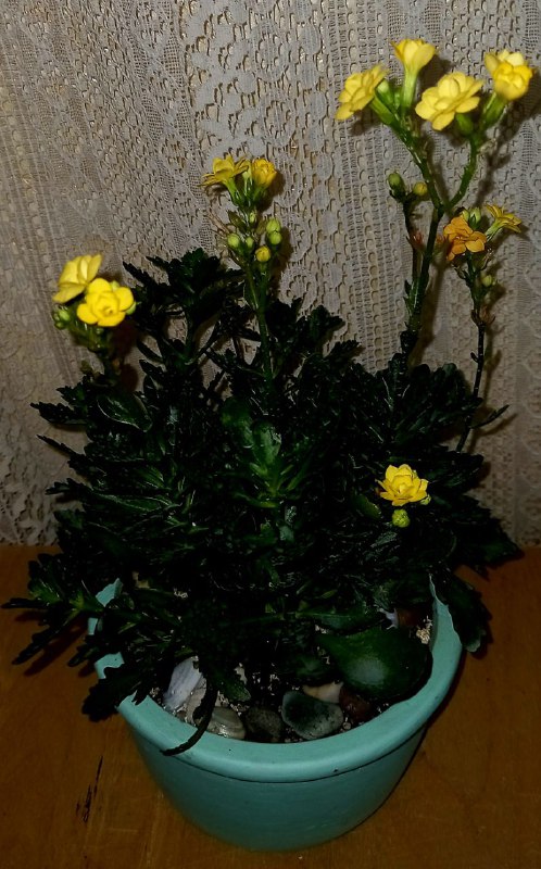 Каланхое жёлтый в горшке