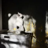 Кот Беляшик ищет дом 7