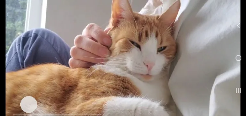 Котоняня, присмотр за кошками на дому