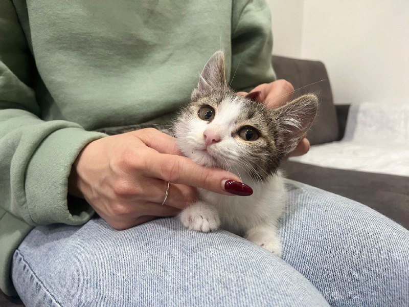 Котёнок с смешными ушами ищет дом