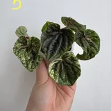 Комнатные растения, цветы 3