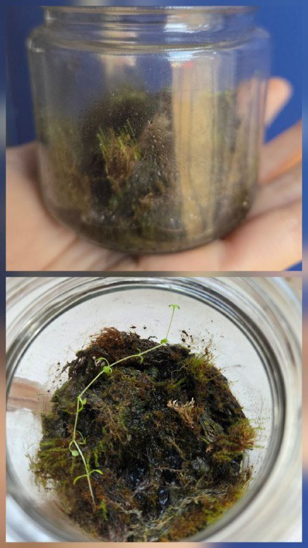 Базилик и дикий мох 2