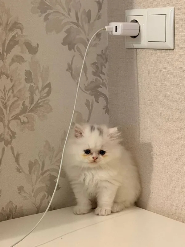 Британский длинношерстный котенок 1